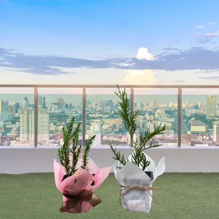 Ardıç mı Leylandi mi? Bahçe ve Balkon İçin Hediyelik Fidan Seçimi 8 Ardic mi leylandi mi bahce balkon hediyelik fidan secimi