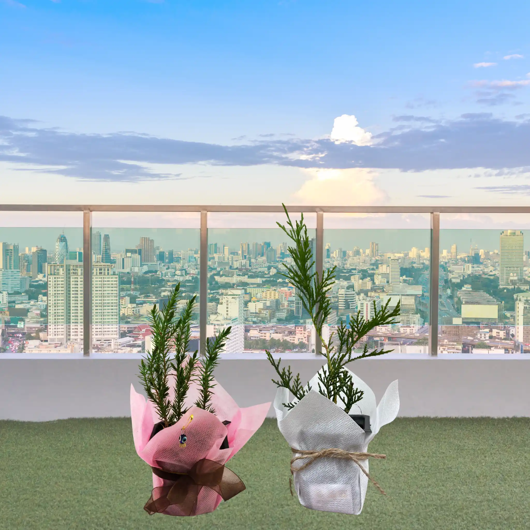 Ardic mi leylandi mi bahce balkon hediyelik fidan secimi