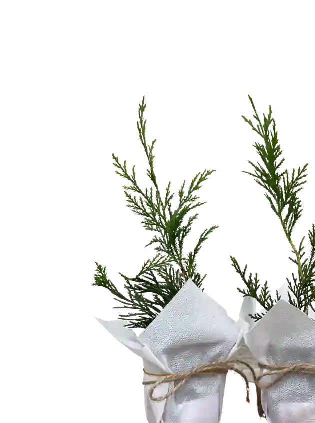 Nikah Hediyesi Leylandi Fidanı | Hediyelik Çam ve Mini Fidan